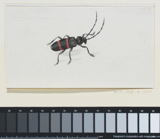 Longhorn Beetle, Facing Right