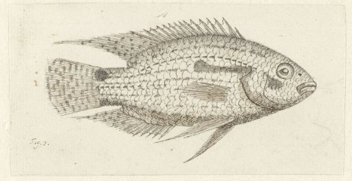Tropical Fish Chromis epse