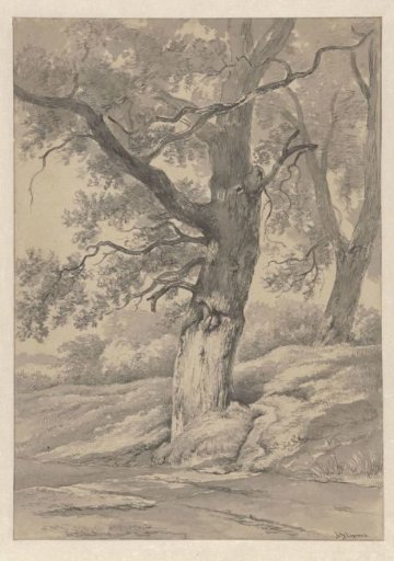 Tree study