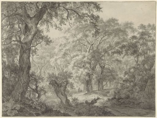 Forest Landscape