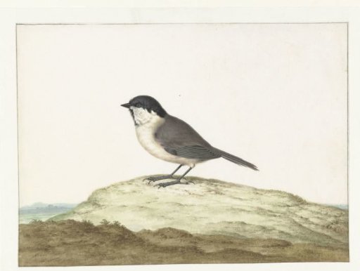 Head of a Bird