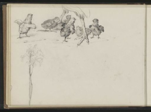 Chicks between the legs of a hen