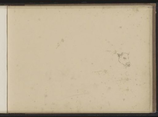 Head of a Cow