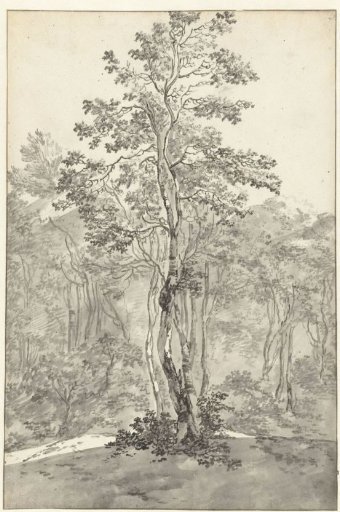 Group of Trees