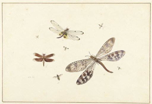 Two dragonflies, an antlion and five smaller insects