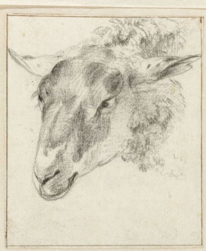 Sheep head, slightly from above and in profile