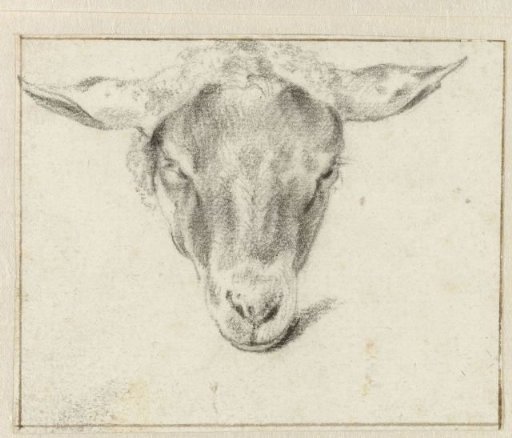 Sheep head, frontal view