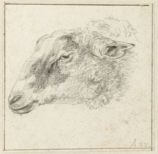 Sheep head, in profile