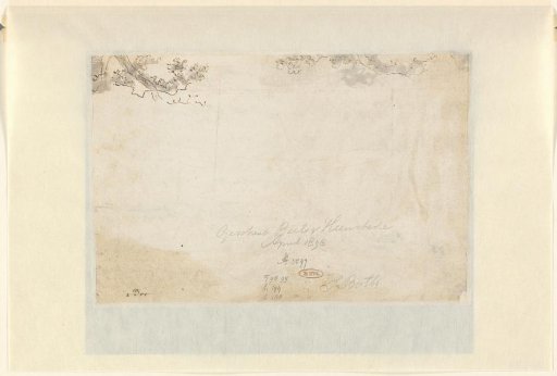 Sketches of trees or foliage