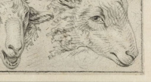 Two sheep heads