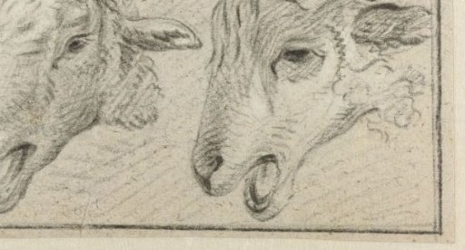 Two sheep heads