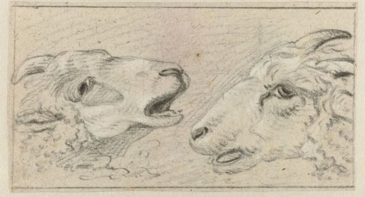 Two sheep heads