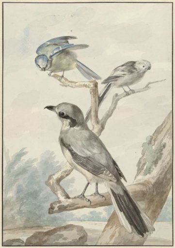 Three birds: a Long-tailed Tit, a Great Tit and a Nuthatch or Great Nuthatch