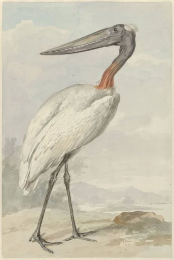 Jabiru (Jabiru mycteria)
