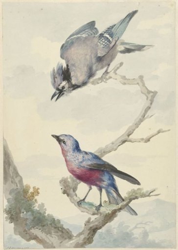 Two birds: a blue jay and a purple-breasted cotinga