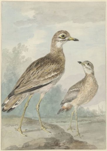 Two gulls