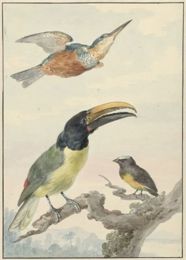 Three birds: a Kingfisher, a Prince von Wied's Toucan and an Organist