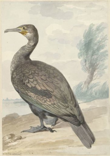 Cormorant