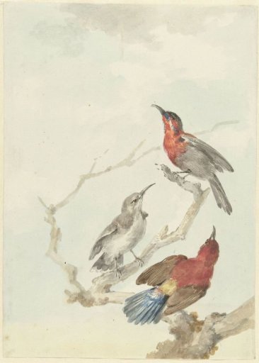 Three Crimson Sunbirds