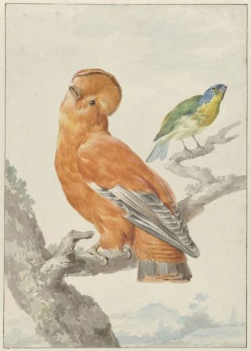 Two exotic birds