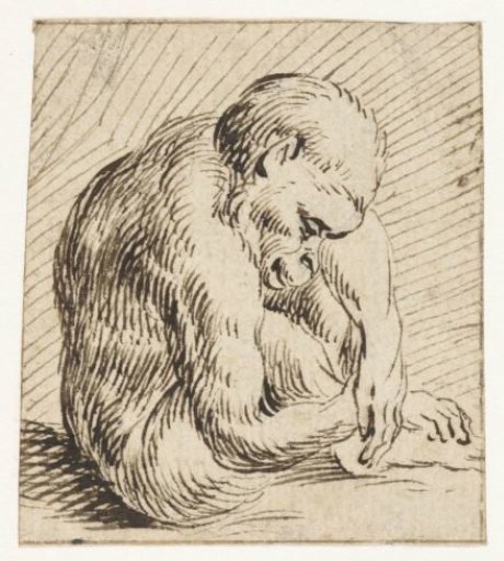 Sleeping Young Monkey