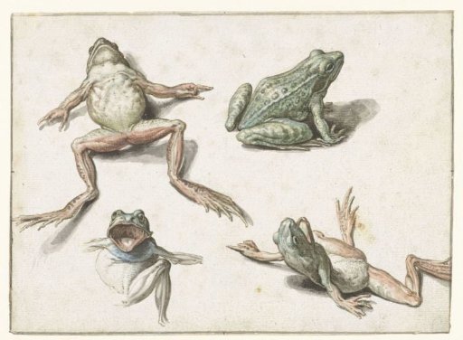 Four studies of a frog