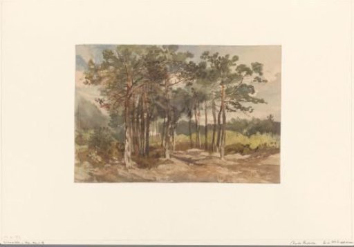 Group of trees in the woods near Driebergen