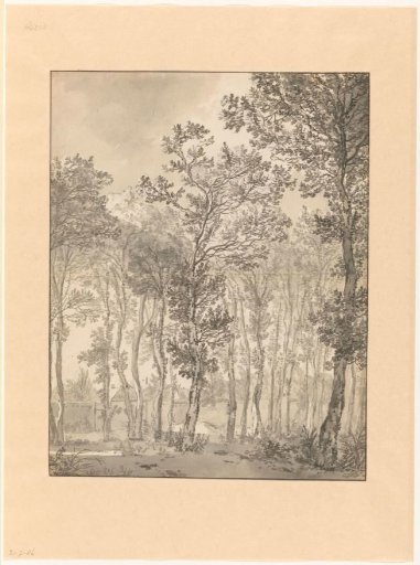 Group of tall birches