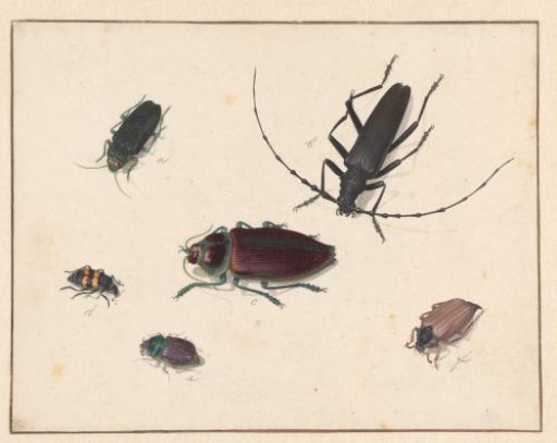 Sheet with six beetles