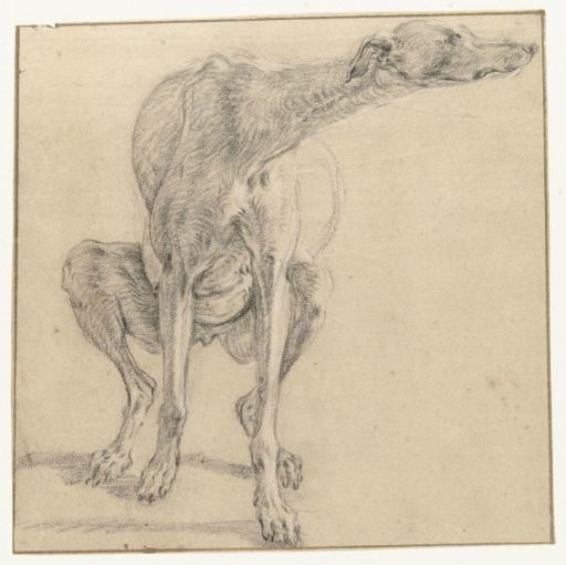 A sitting dog, relieving itself, seen from the front