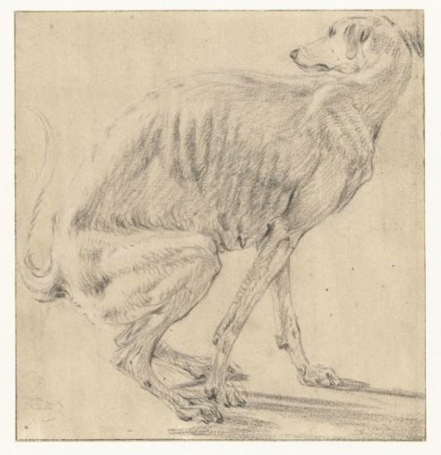 Sitting dog, relieving itself, seen from the side