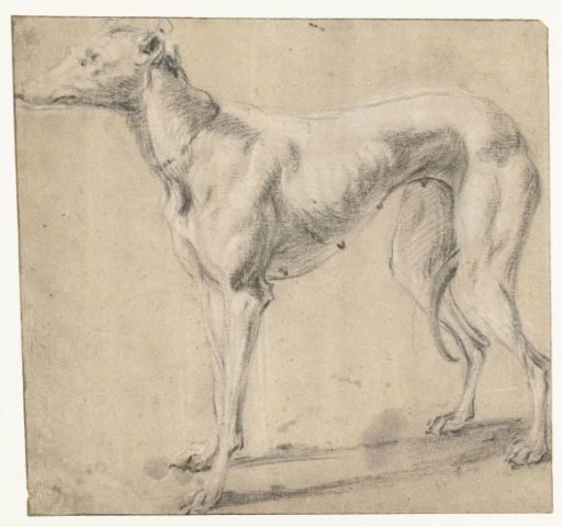 A standing dog, seen from the side