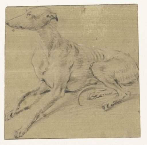 A lying dog, seen from the side