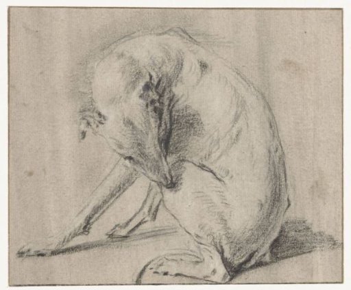 A sitting dog biting its hind leg