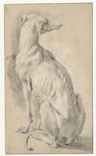 A seated dog, seen from behind
