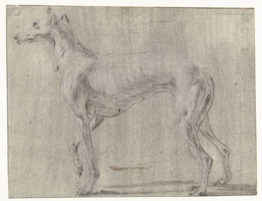 A standing dog, seen from the side