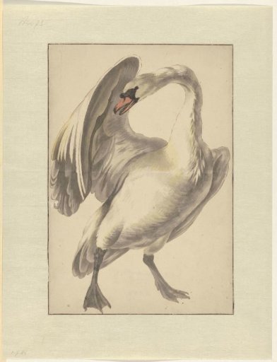 White domestic swan