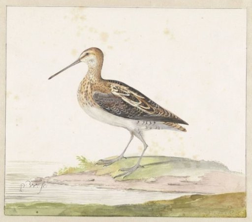 Common Snipe (Gallinago gallinago)