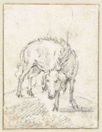 Study of a Young Pig