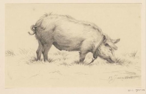 Standing Pig drinking, facing right, in the grass