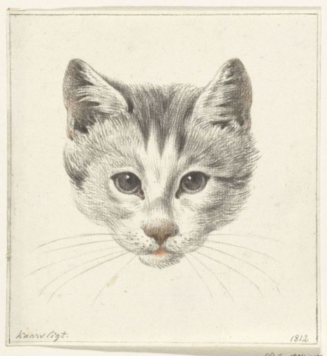 Head of a cat, seen from the front by candlelight