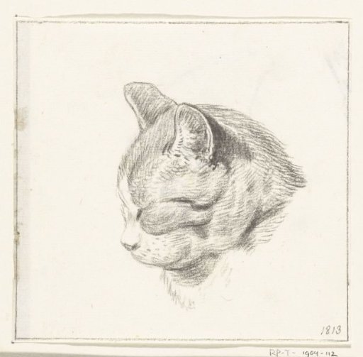 Head of a cat, to the left