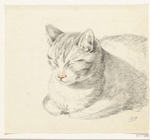 Lying cat, from the front at an angle