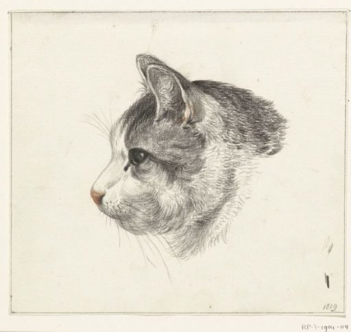 Head of a cat, to the left