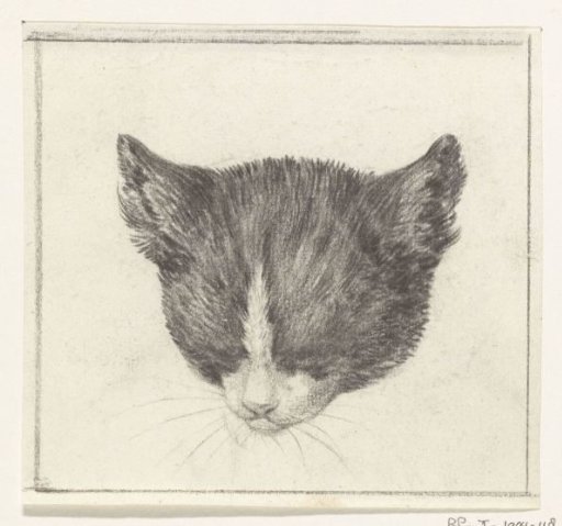Head of a cat