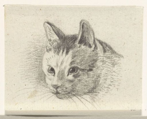 Head of a cat