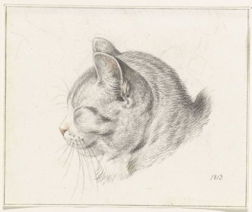 Head of a cat, to the left