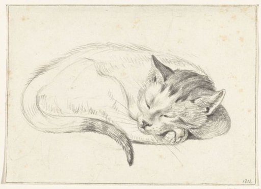 Sleeping cat, curled up