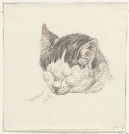 Head of a cat, from the front