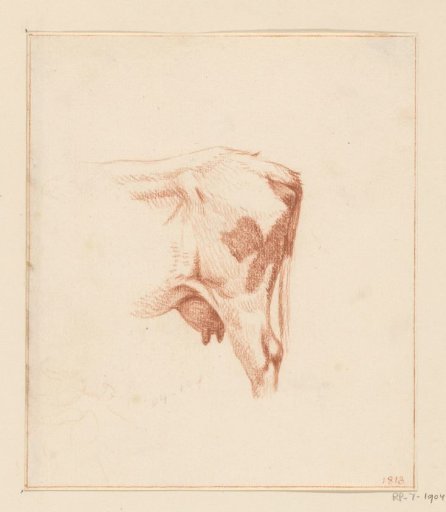 Hind Legs of a Cow